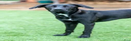 Mixed Breed dogs for adoption: Lovely Lilly - Advert 25