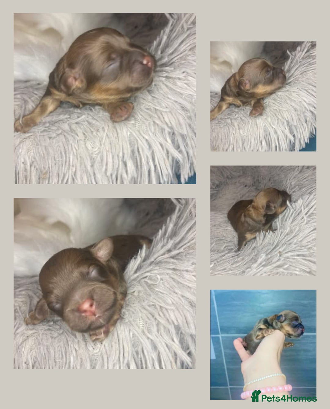 Shihpoo dogs for sale: Read the advert 5 star rated Toy shihpoo puppies - Image 3