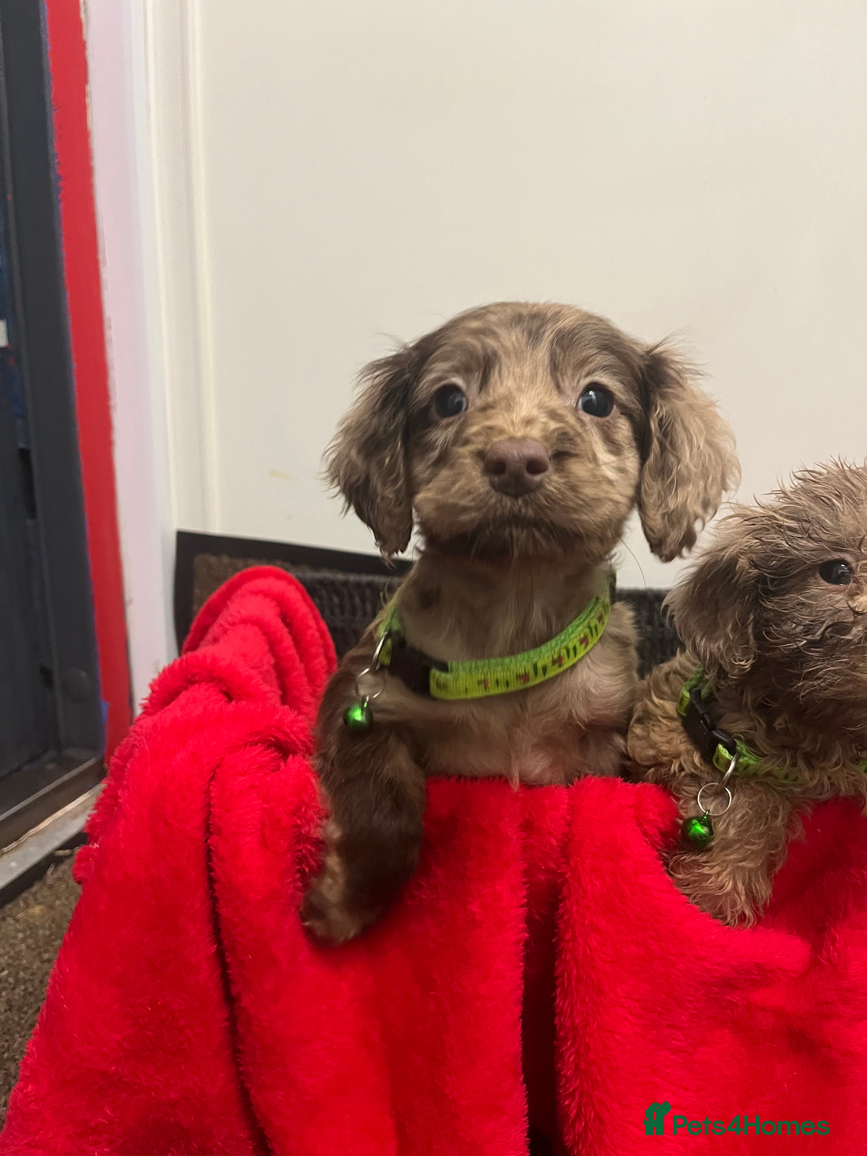 Sproodle dogs 7 beautiful sproodle puppies  - Advert 6