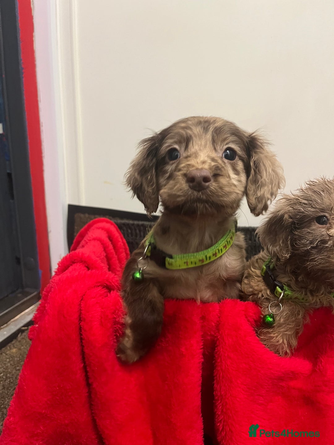 Sproodle dogs for sale: 7 beautiful sproodle puppies  - Advert 1