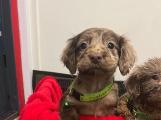 Sproodle dogs 7 beautiful sproodle puppies - Advert 2