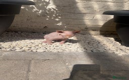 Sphynx cats for sale: Male Sphinx available  - Image 3