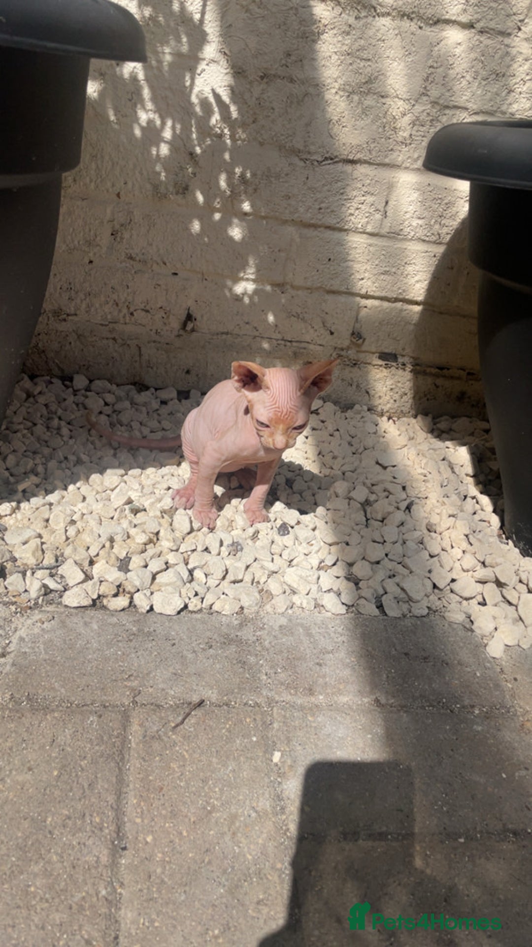 Sphynx cats for sale: Male Sphinx available  - Image 3