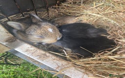 Mixed Breed rabbits for sale: 🐰 Adorable Baby Bunnies for Sale 🐰 - Image 3