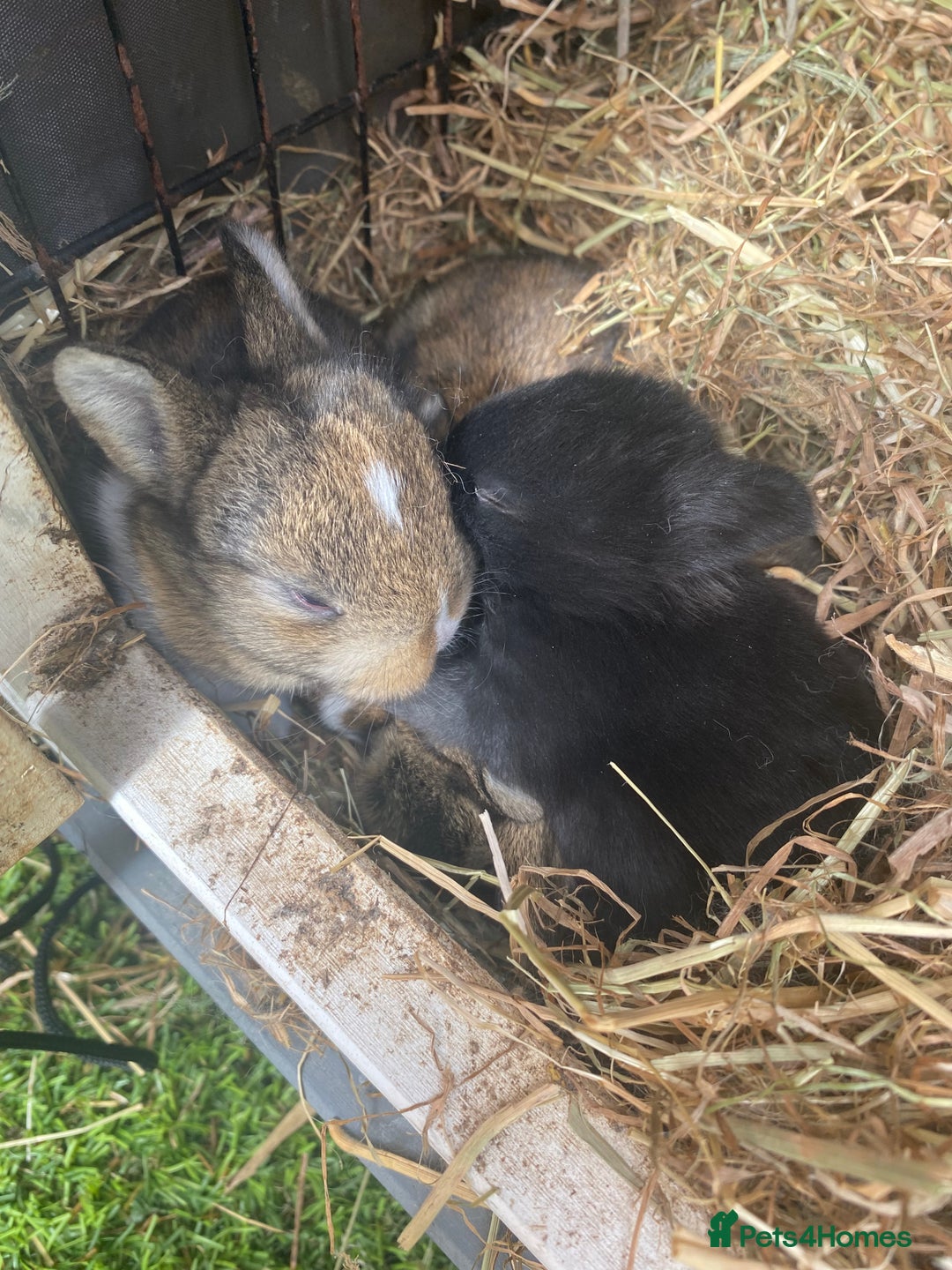 Mixed Breed rabbits for sale: 🐰 Adorable Baby Bunnies for Sale 🐰 - Image 3