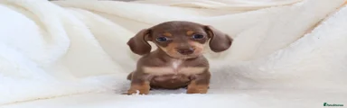 Miniature Dachshund 2
