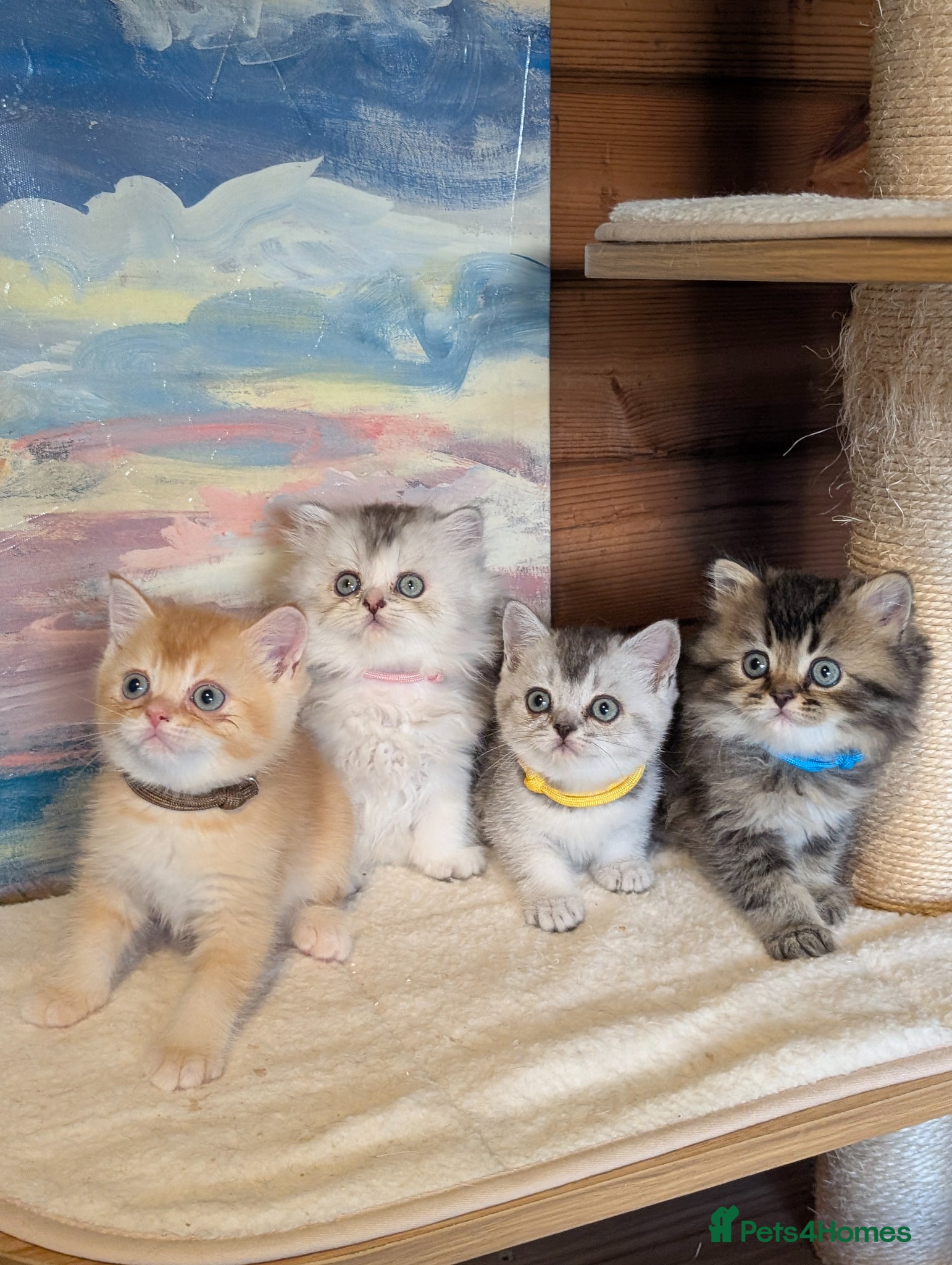 Scottish Fold cats ⭐ Scottish straight kittens  ⭐ - Advert 2