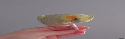 Cockatiels birds for sale: Hand reread silly tame DNA sexed baby cockatiels  - Advert 12