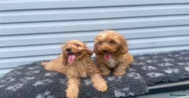Cockapoo dogs - Advert 9