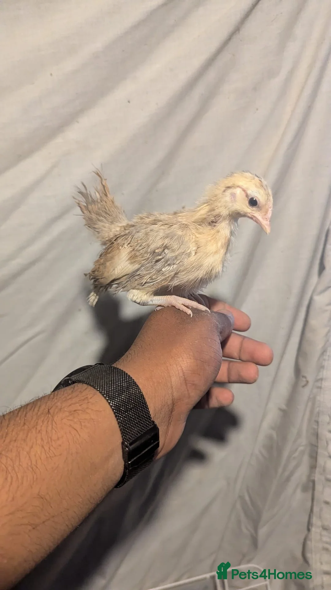 Chickens poultry for sale: Serama frizzle and normal feathered  - Advert 2