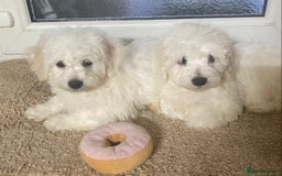 Maltese dogs for sale: Stunning Purebred Maltese Boys Puppies  - Image 3