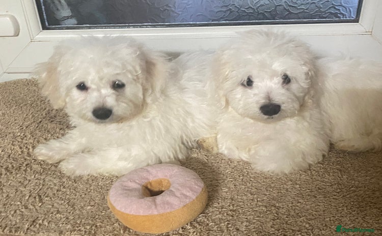 Maltese dogs - Advert 1