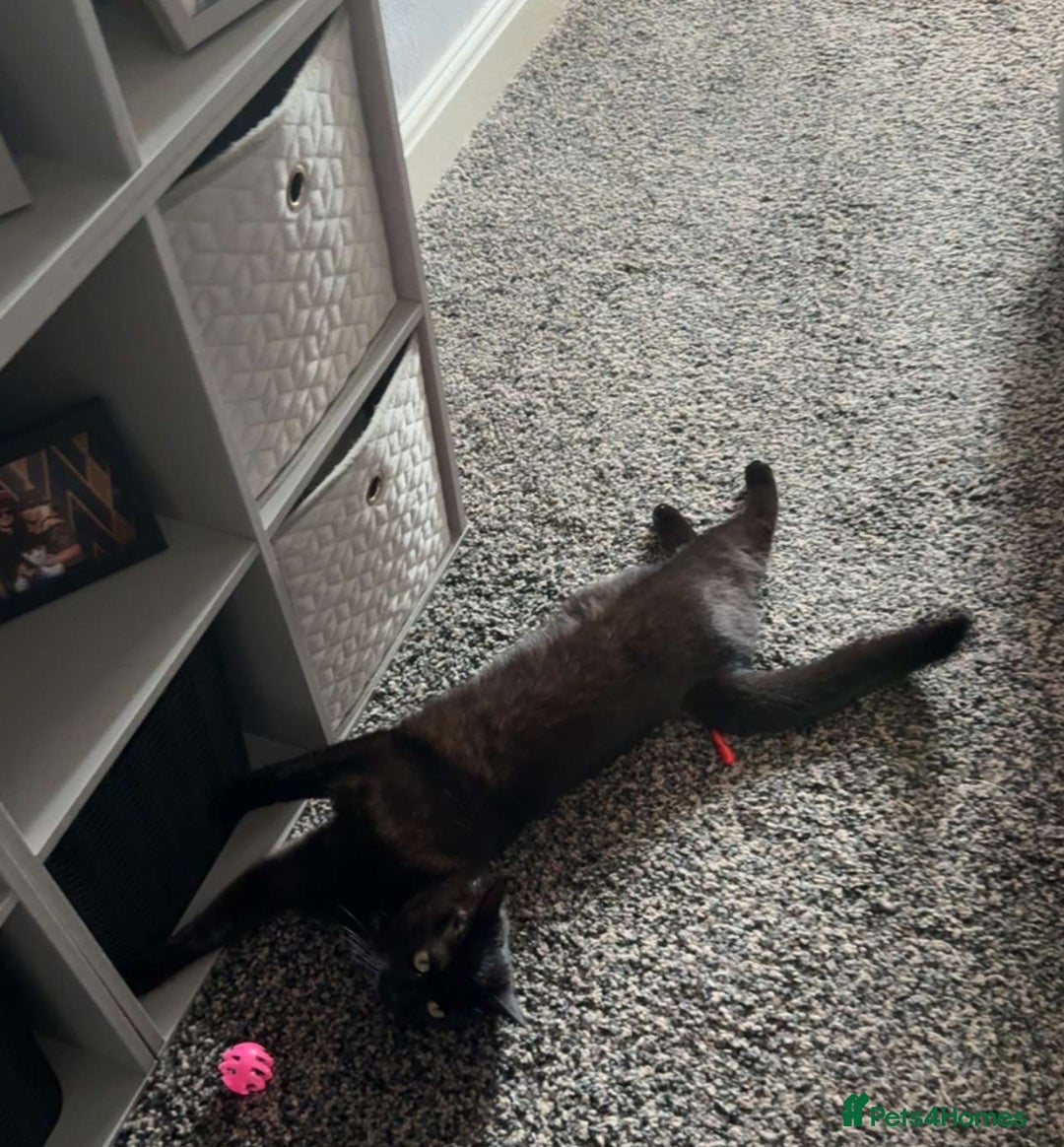 Mixed Breed cats for sale: Black cat  - Advert 2