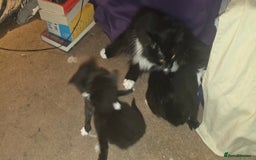 British Shorthair cats for sale: 2 tuxedo and 2 all black kittens for sale  - Image 14