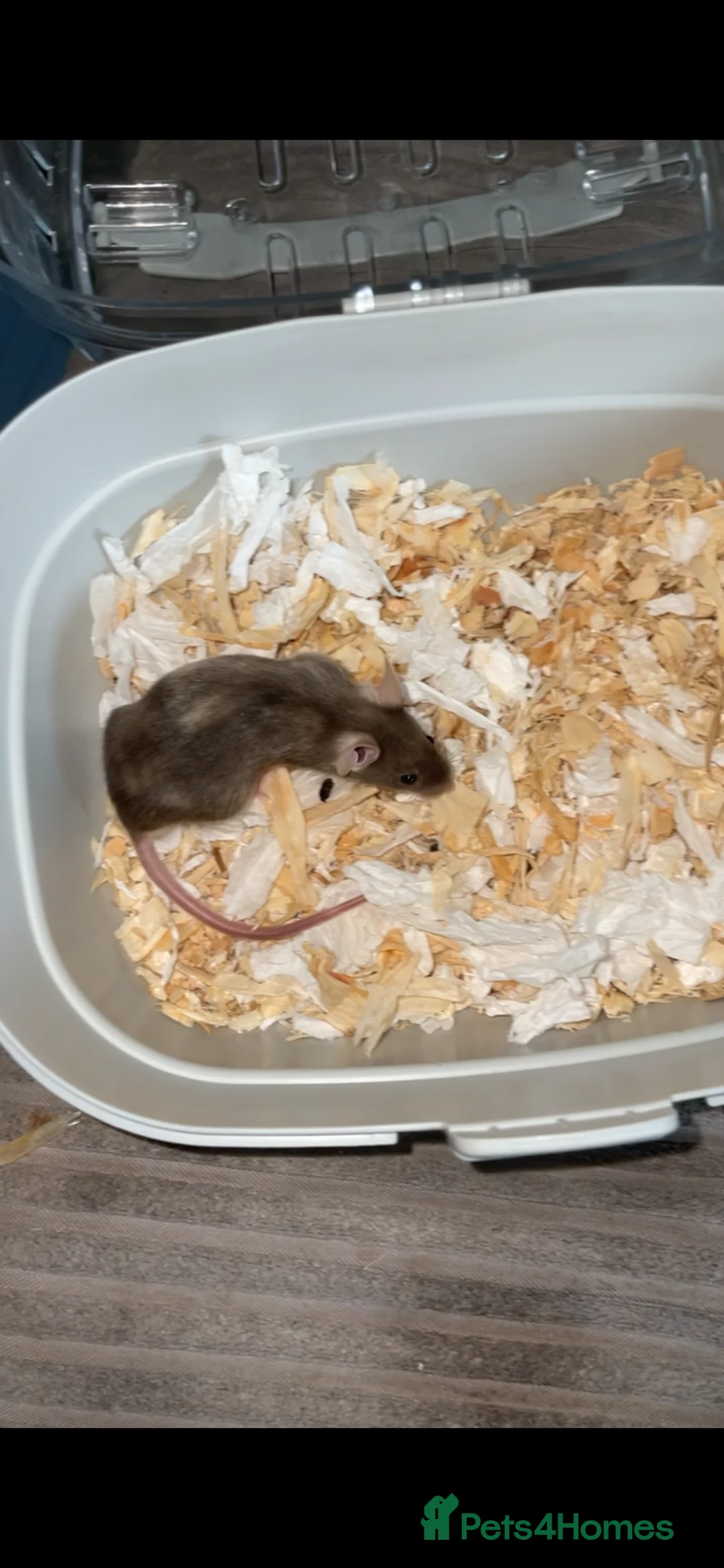 Mouse rodents for sale: Male mice  - Advert 7