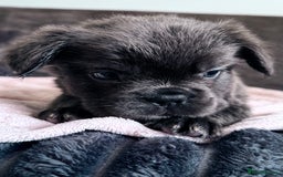 French Bulldog dogs for sale: FLUFFY FRENCH BULLDOGS  - Image 4