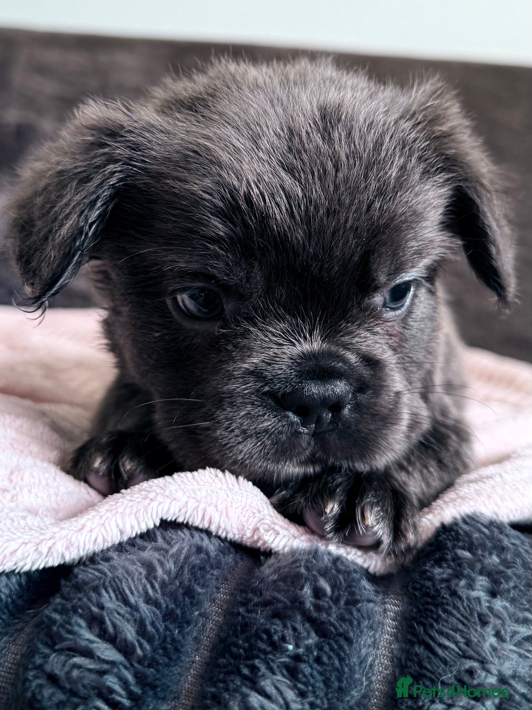 French Bulldog dogs for sale: FLUFFY FRENCH BULLDOGS  - Image 4