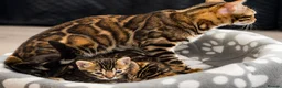 Bengal cats for sale: Unique Bloodline Bengals Tica Reg - Advert 5