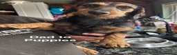 Mixed Breed dogs for sale: Mixed Breed Puppies  - Advert 16