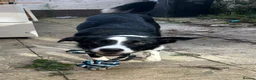 Border Collie dogs for sale: Border collie 8 months - Advert 2