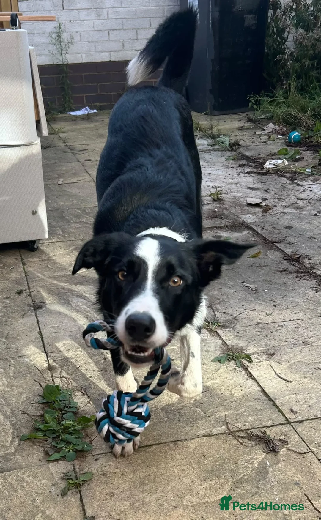 Border Collie dogs for sale: Border collie 8 months - Advert 2