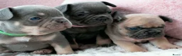 French Bulldog dogs for sale: French bulldog kc 5 gen - Advert 7