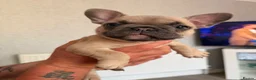 French Bulldog dogs for sale: French Bulldog Puppys - Advert 2