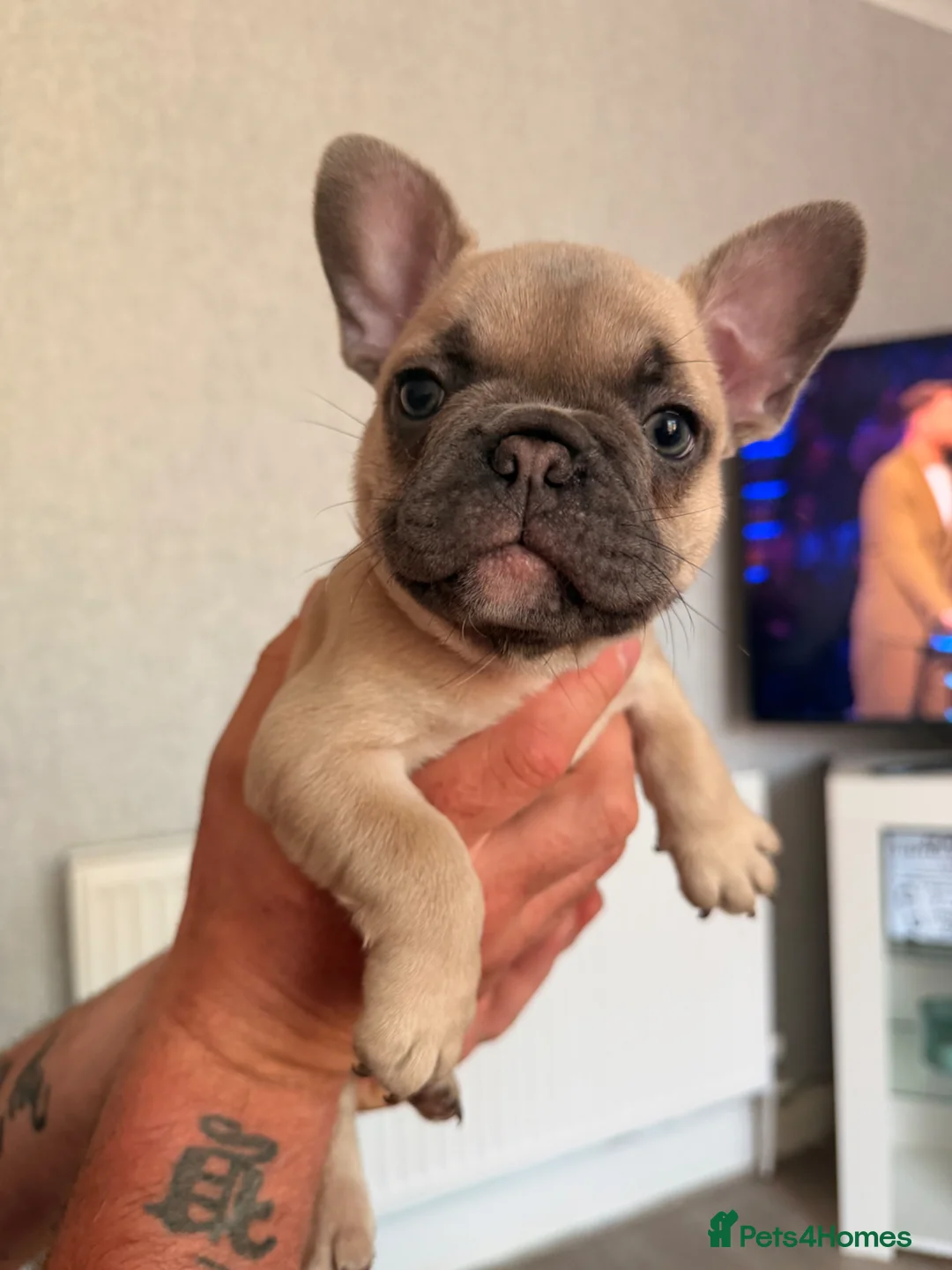 French Bulldog dogs for sale: French Bulldog Puppys - Advert 2