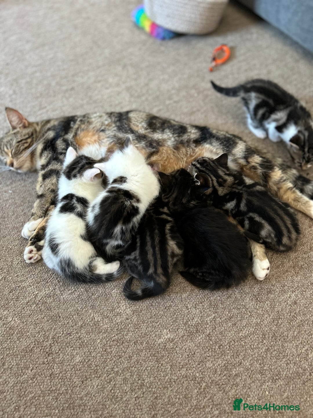 Mixed Breed cats for sale: Kittens for sale  - Image 2