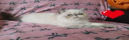 Exotic cats for sale: EXCEPTIONAL PERSIAN EXOTIC KITTENS  - Advert 24