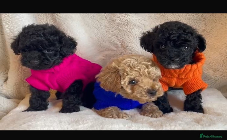 Toy Poodle dogs - Advert 8