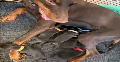 Dobermann dogs in London - Advert 8