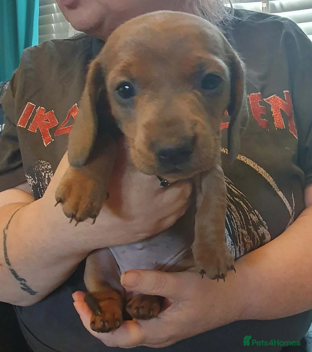 Miniature Dachshund dogs for sale: Lovely Female Miniature Dachshund Ready now - Advert 4