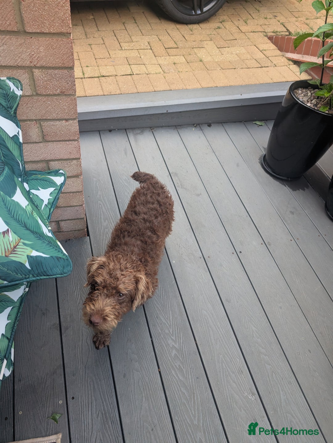 Patterdale Terrier dogs for sale: Pepsi 💩 Poo Needs a New Forever Home  - Advert 2