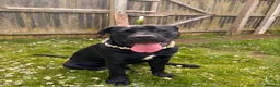 Cane Corso dogs for sale: Beautiful Female Cane Corso – Athena ❤️ in Blackpool - Advert 3