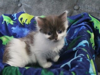 Ragdoll cats Ragdoll cross kittens - Advert 1