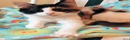 Mixed Breed cats for adoption: JEMIMA - Advert 2