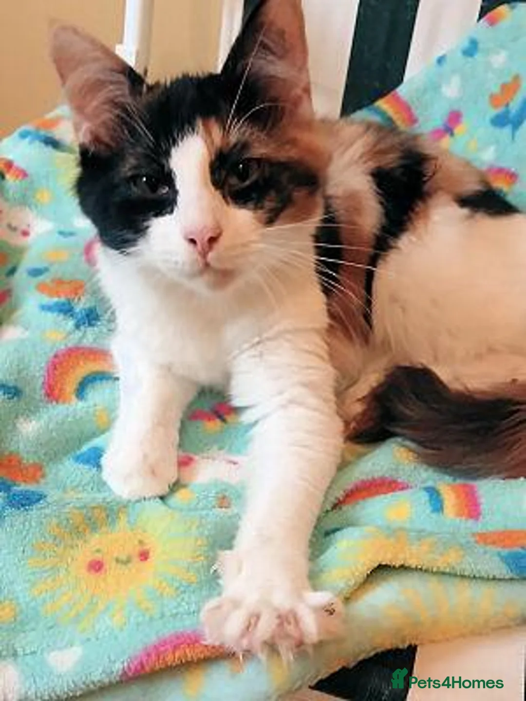 Mixed Breed cats for adoption: JEMIMA - Advert 2