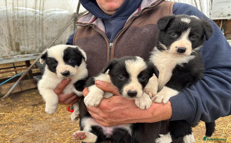 Border Collie dogs - Advert 3