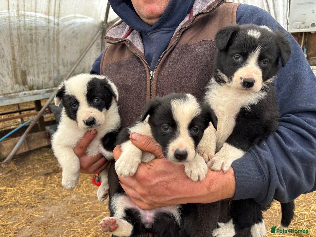Border Collie dogs for sale: Border collies puppies - Image 1