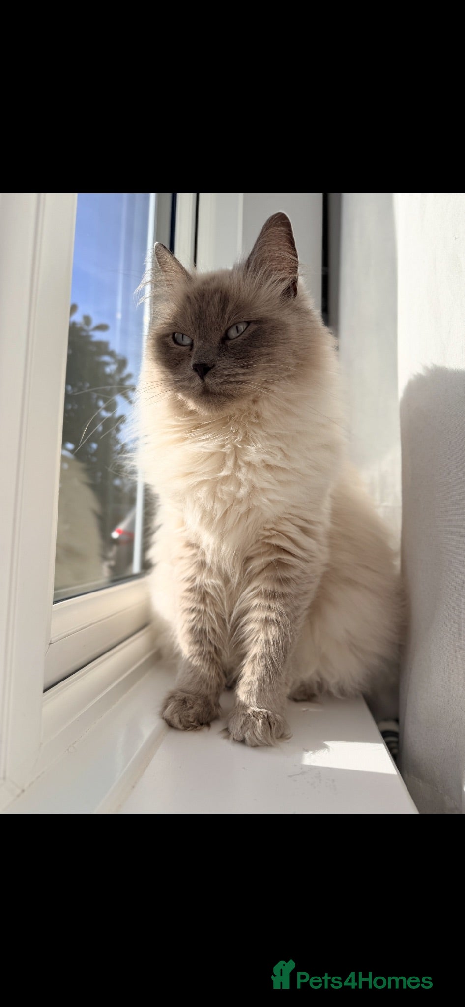 Ragdoll cats -Mixed Breed Kittens looking loving Homes ' - Advert 1
