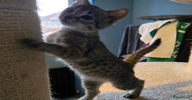 Savannah cats - Advert 3