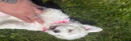 Maltese dogs for sale: Maltese puppies ready now - Advert 4