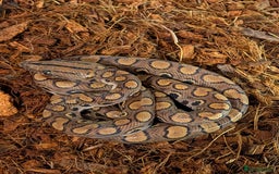 Boa Snake reptiles for sale: Brazilian Rainbow Boa - Image 1