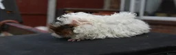 Guinea Pig rodents for sale: ⭐️ Baby Guinea Pigs Looking For New Homes⭐️ - Advert 9