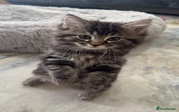 Mixed Breed cats for sale: Maine coon x ragdoll  - Image 20