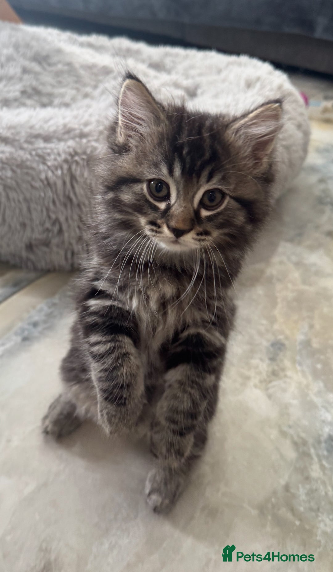 Mixed Breed cats for sale: Maine coon x ragdoll  - Image 20