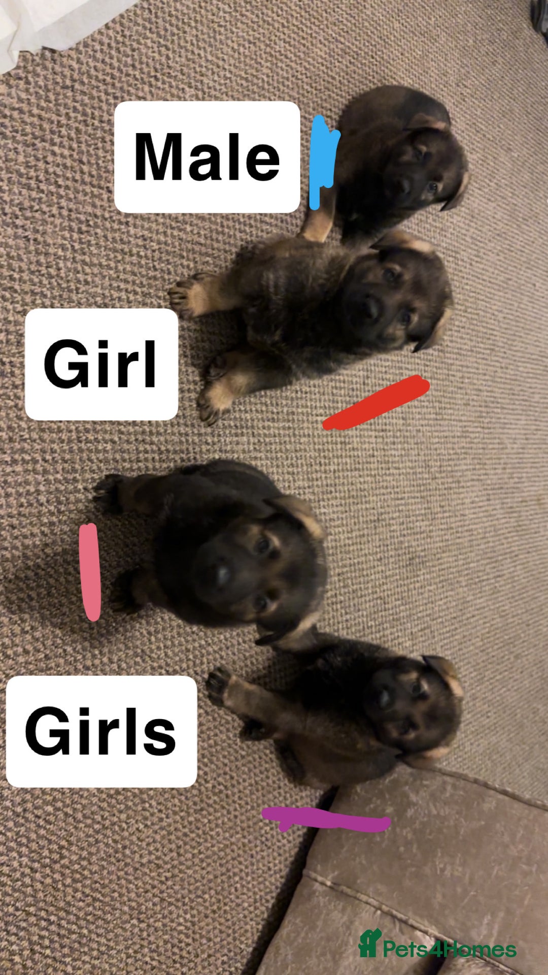 German Shepherd dogs for sale: 1 beautiful female German shepher kc reg working - Advert 26