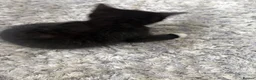 British Shorthair cats for sale: Kittens  in High Wycombe - Advert 6
