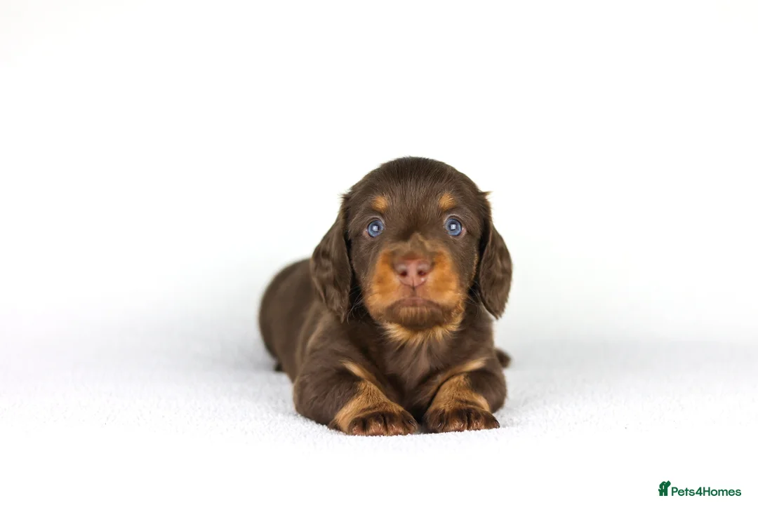 Miniature Dachshund dogs for sale: Miniature dachshund beautiful litter - Advert 21